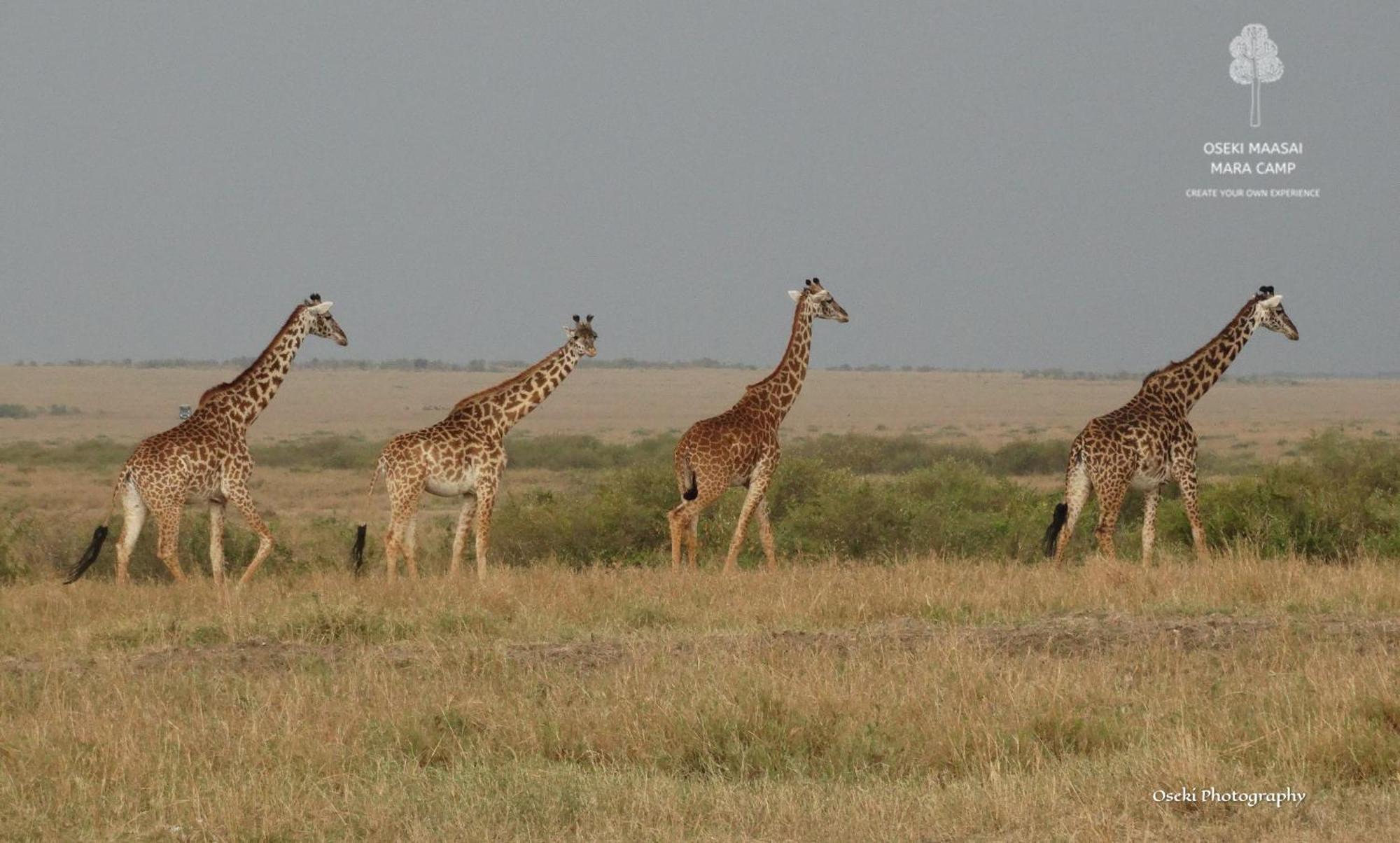فندق Oseki Maasai Mara Camp Narok المظهر الخارجي الصورة