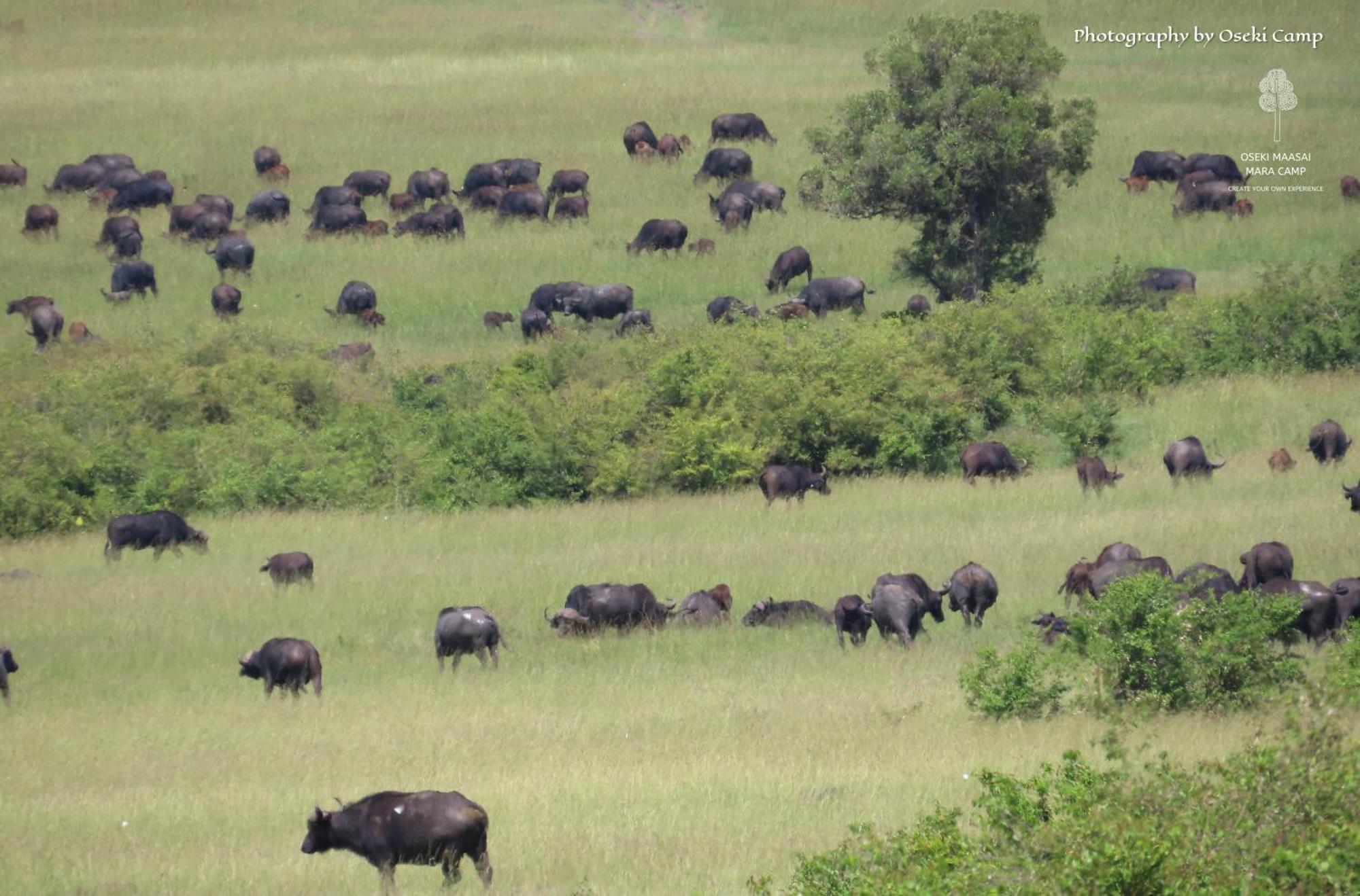 فندق Oseki Maasai Mara Camp Narok المظهر الخارجي الصورة