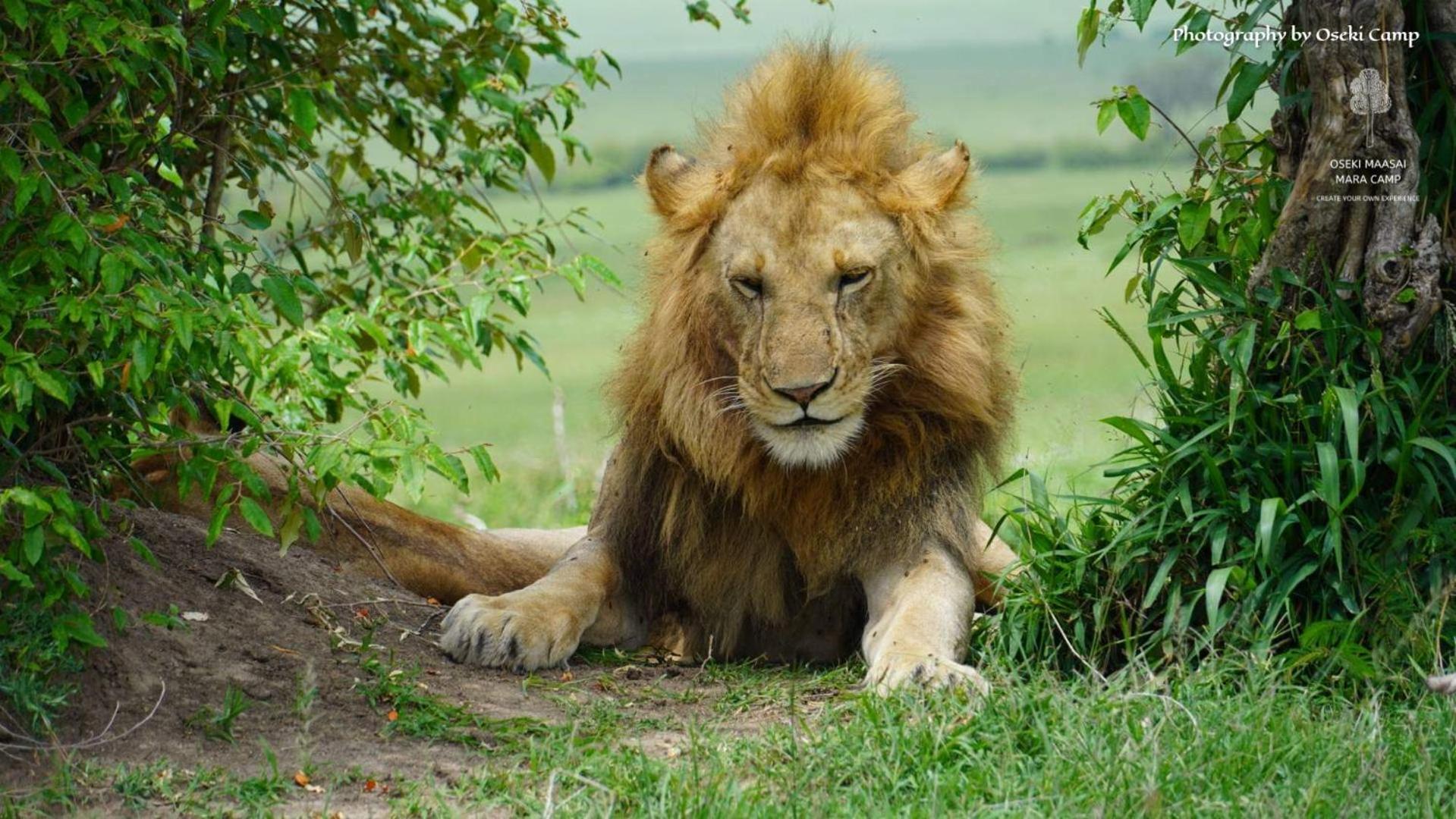 فندق Oseki Maasai Mara Camp Narok المظهر الخارجي الصورة