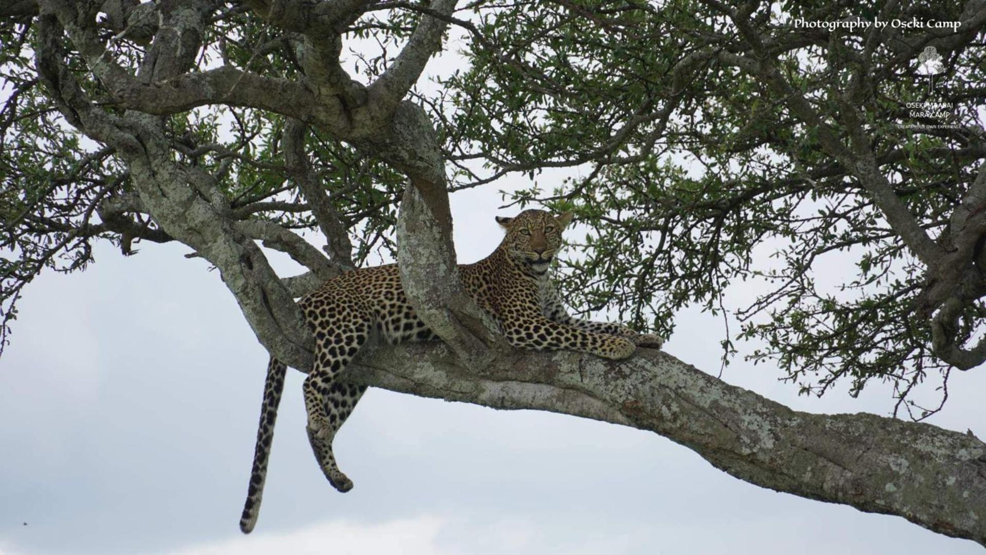 فندق Oseki Maasai Mara Camp Narok المظهر الخارجي الصورة