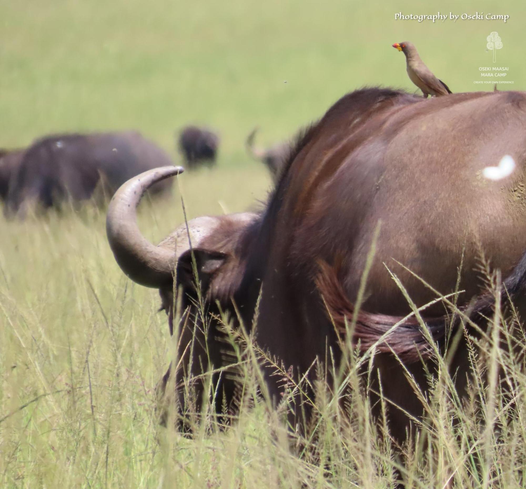 فندق Oseki Maasai Mara Camp Narok المظهر الخارجي الصورة