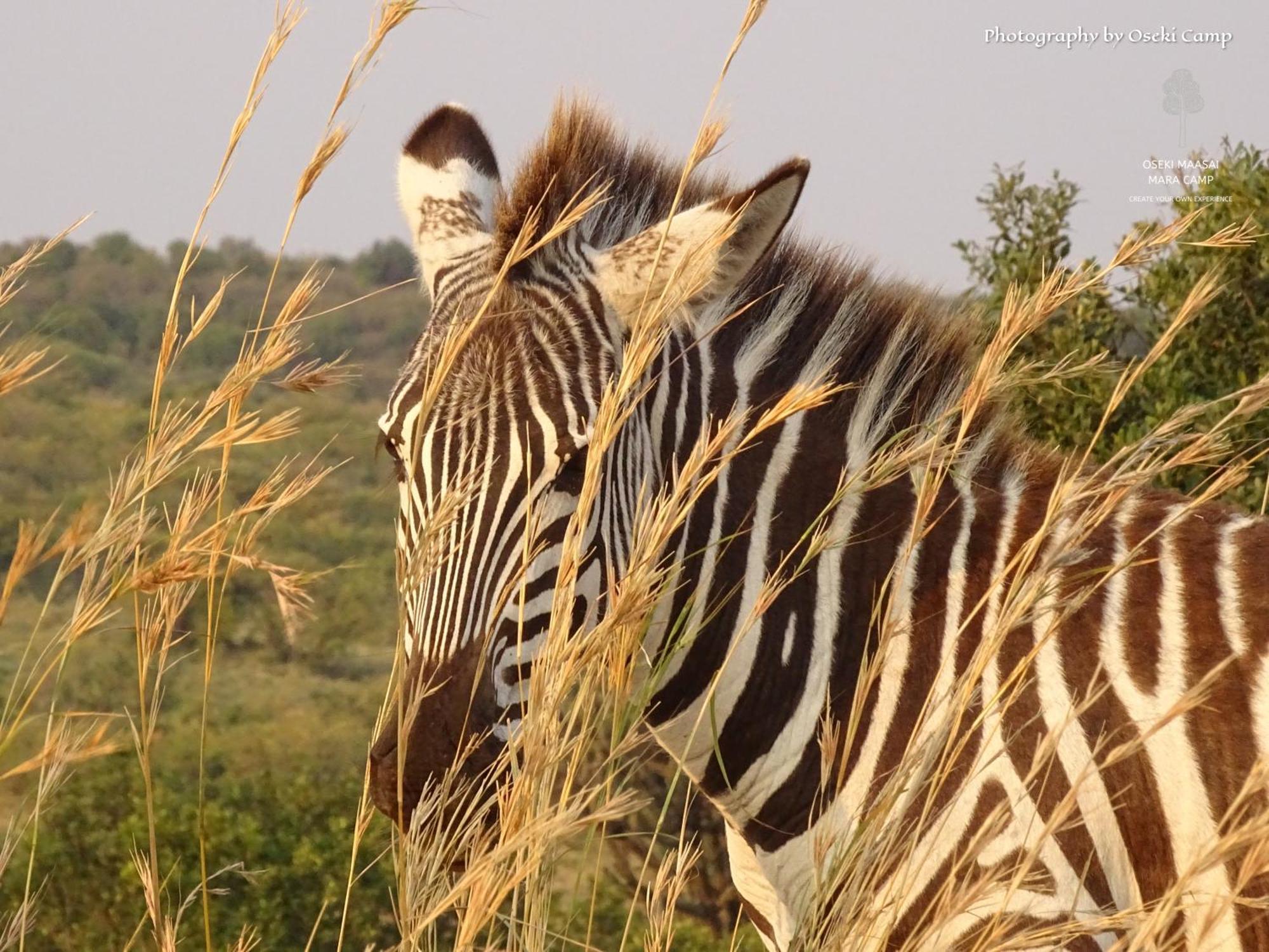 فندق Oseki Maasai Mara Camp Narok المظهر الخارجي الصورة