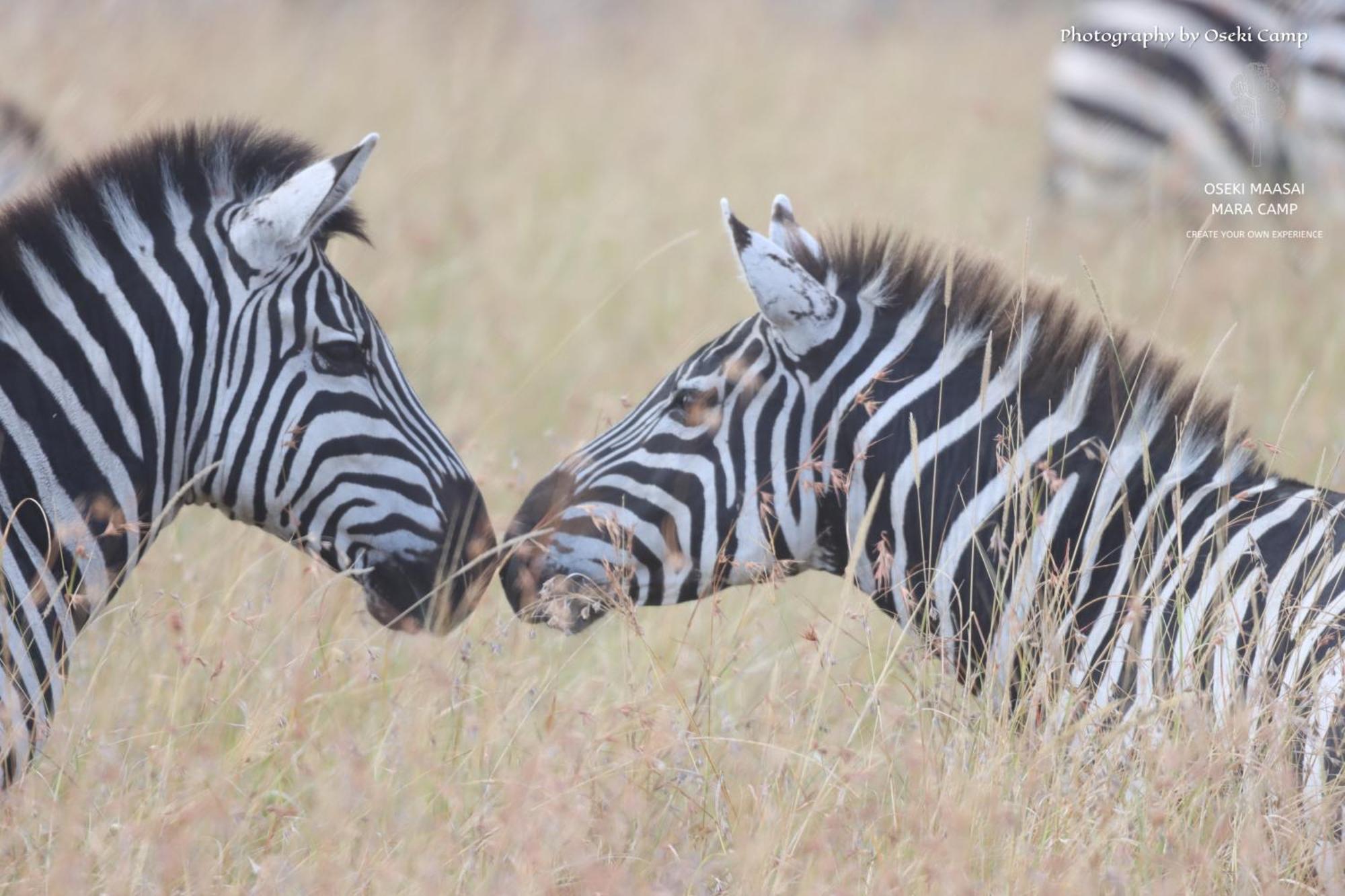 فندق Oseki Maasai Mara Camp Narok المظهر الخارجي الصورة