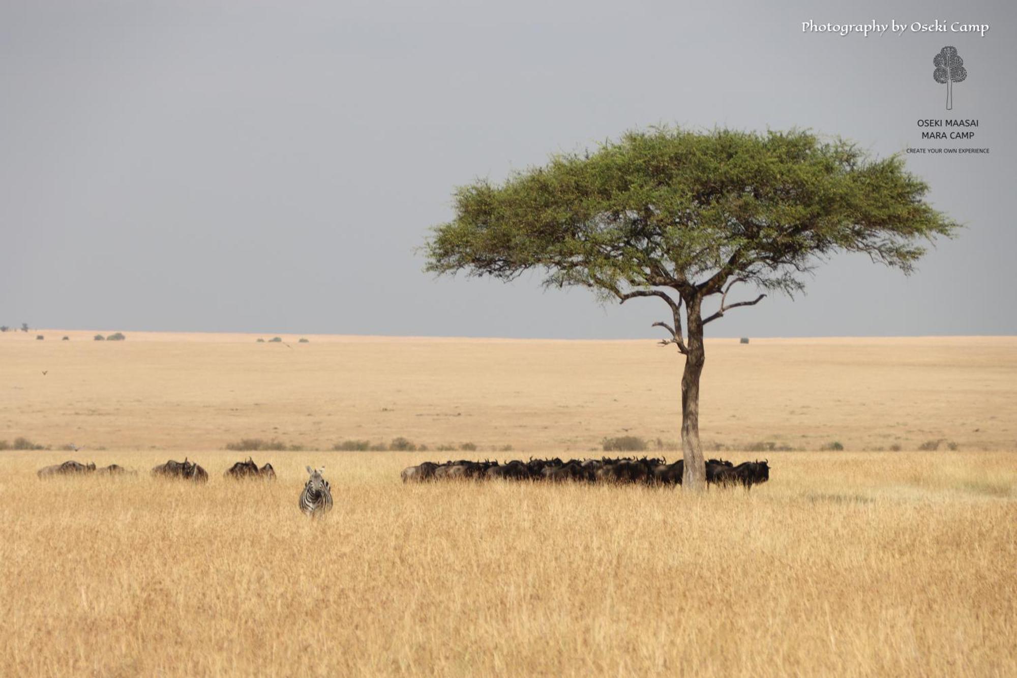 فندق Oseki Maasai Mara Camp Narok المظهر الخارجي الصورة