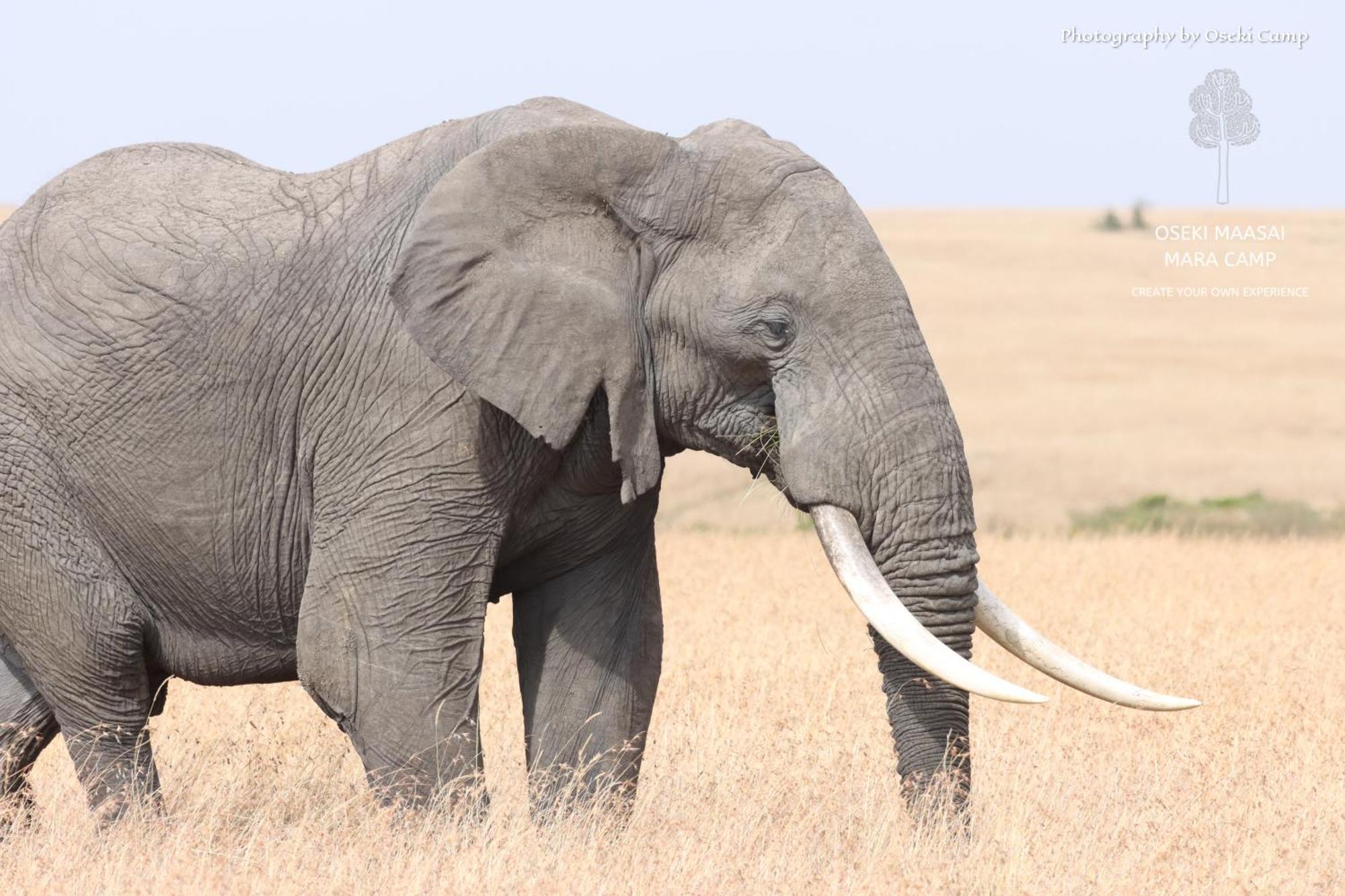 فندق Oseki Maasai Mara Camp Narok المظهر الخارجي الصورة