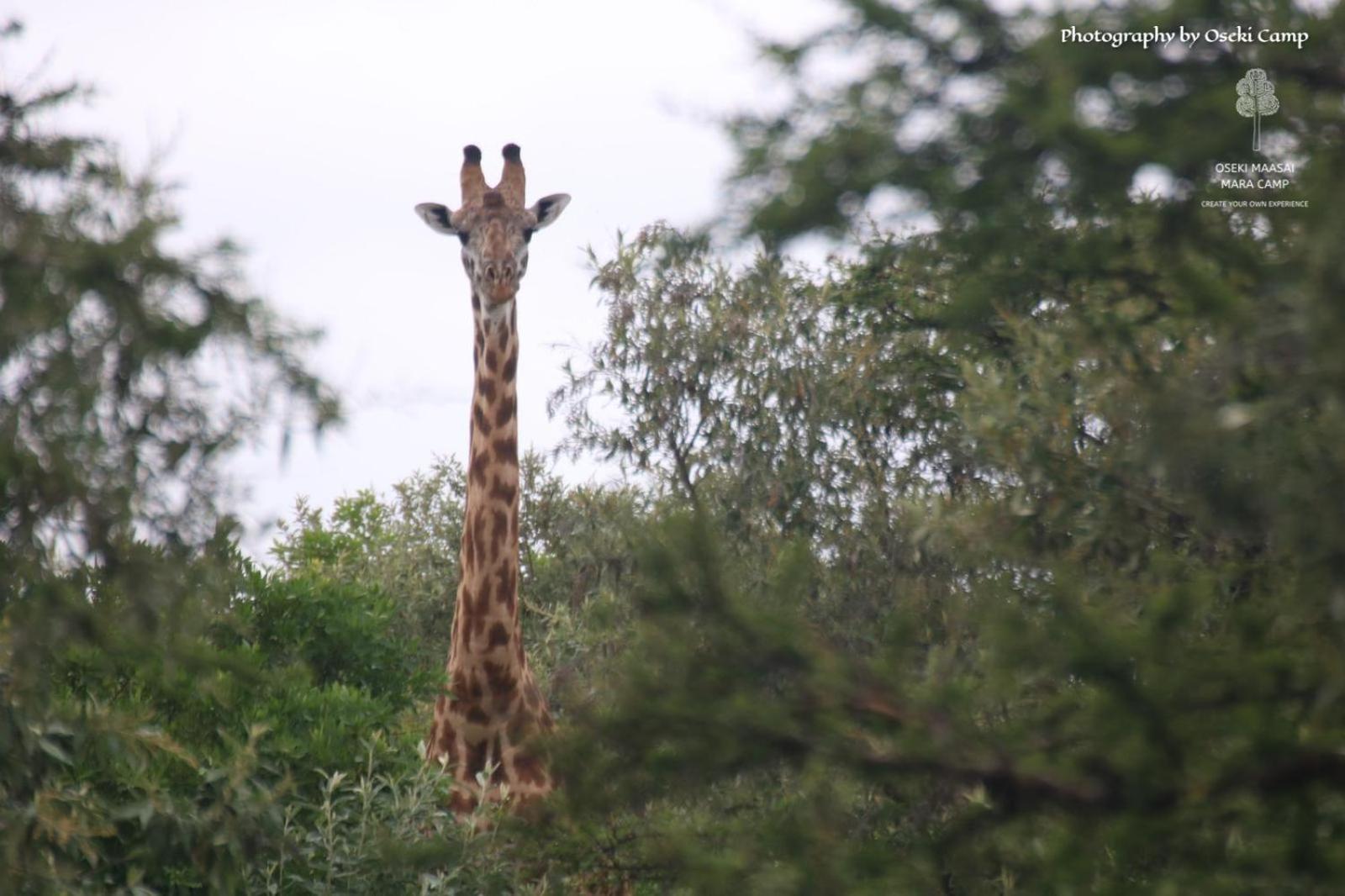 فندق Oseki Maasai Mara Camp Narok المظهر الخارجي الصورة